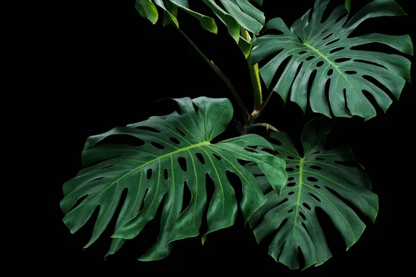 Sötétzöld Levelek Monstera Vagy Split Leaf Philodendron Monstera Deliciosa Trópusi — Stock Fotó