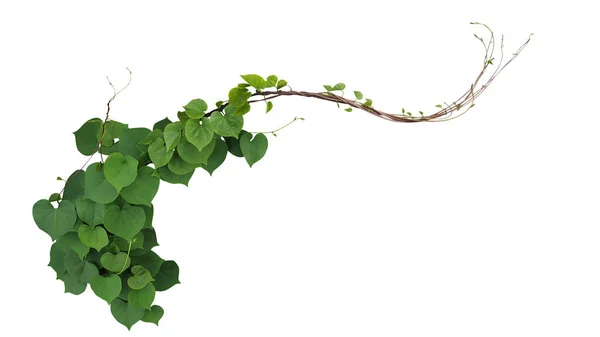 Hjärtformade Gröna Blad Obscure Morgon Ära Ipomoea Obscura Klättring Vinranka — Stockfoto