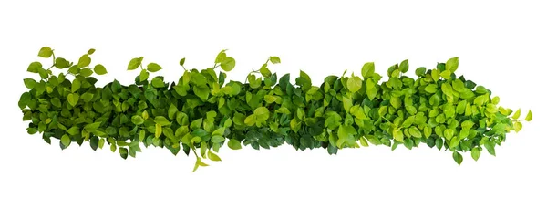 Hjärtformade Gröna Gula Blad Djävulens Murgröna Eller Gyllene Gropar Panoramautsikt — Stockfoto