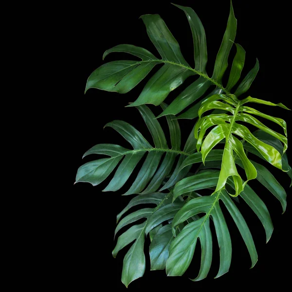 Feuilles Vertes Monstera Philodendron Plante Poussant Dans Nature Plante Forêt — Photo