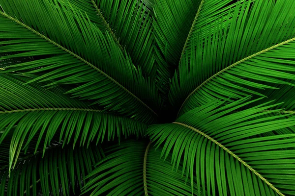 Palmblätter Mit Grünem Muster Abstrakter Tropischer Hintergrund — Stockfoto