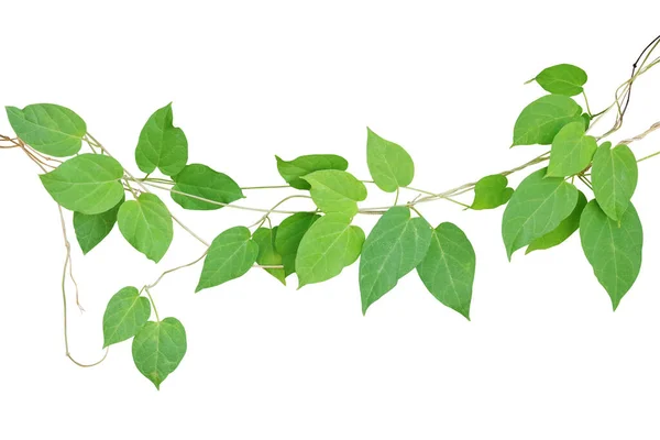 Hart Vormige Groene Blad Klimmende Wijnstokken Geïsoleerd Witte Achtergrond Knippen — Stockfoto