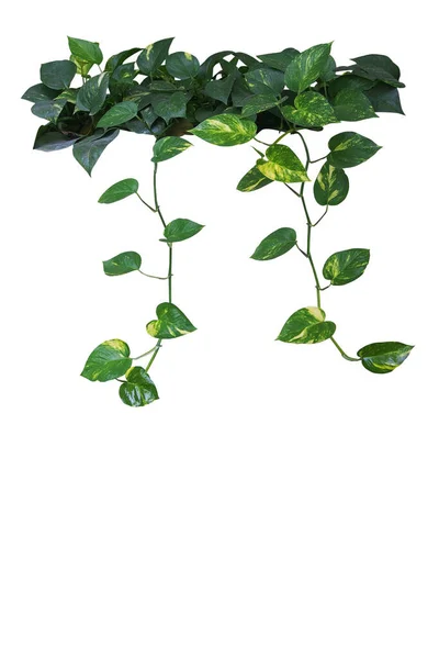 Heart Shaped Green Yellow Leaves Devil Ivy Golden Pothos Hanging — Stock Photo, Image