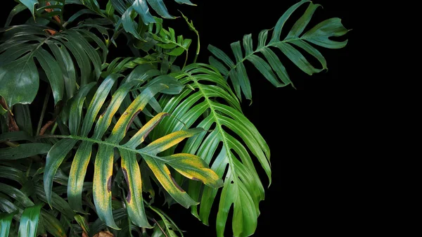 Foglie Pianta Monstera Philodendron Che Crescono Natura Pianta Della Foresta — Foto Stock