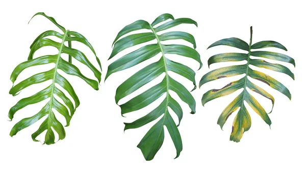 Insamling Monstera Pholodendron Växtblad Den Tropiska Vintergröna Vinstocken Isolerad Vit — Stockfoto