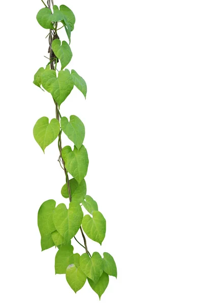 Herzförmige Grüne Blätter Klettern Reben Isoliert Auf Weißem Hintergrund Clipping — Stockfoto