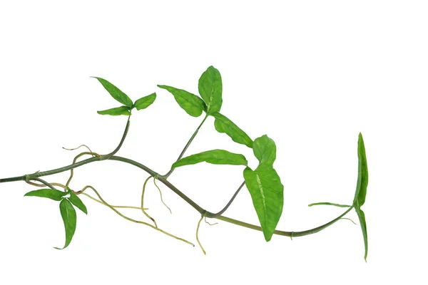 Videira Arrowhead Espécies Syngonium Evergreen Americano Isolado Fundo Branco Caminho — Fotografia de Stock
