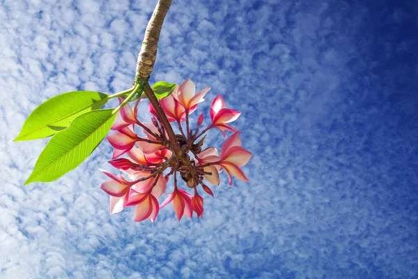 Oddział Plumerii Lub Czerwone Kwiaty Frangipani Zielonymi Liśćmi Słońcu Tle — Zdjęcie stockowe