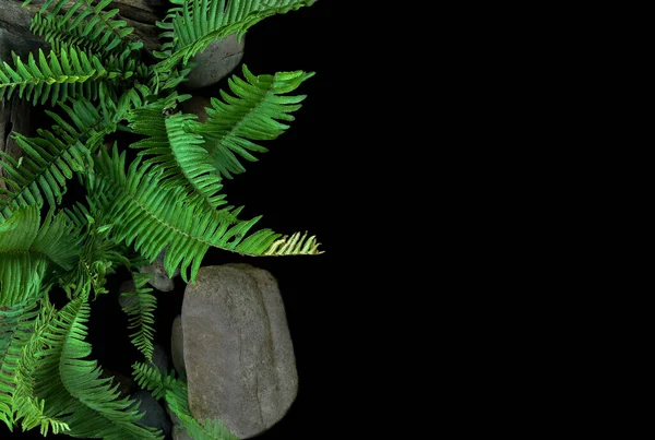 Меч Папоротник Рыбная Папоротник Тропическое Растение Растущее Дикой Верхний Вид — стоковое фото