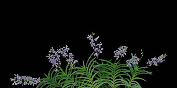 Flores Orquídeas Selvagens Com Folhas Verdes Floresta Tropical Isolada Fundo — Fotografia de Stock