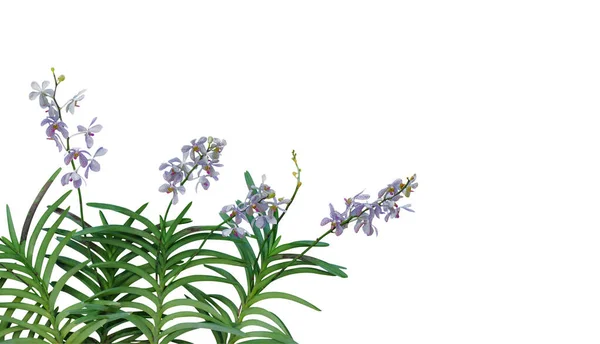 Wilde Orchidee Bloemen Met Groene Bladeren Tropische Regenwoud Geïsoleerd Witte — Stockfoto
