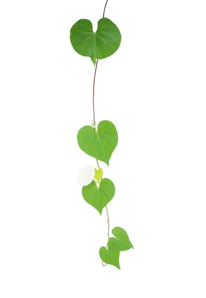 Πράσινο Σχήμα Καρδιάς Αφήνει Τροπικό Άγριο Αμπέλι Μικροσκοπικό Λευκό Λουλούδι — Φωτογραφία Αρχείου