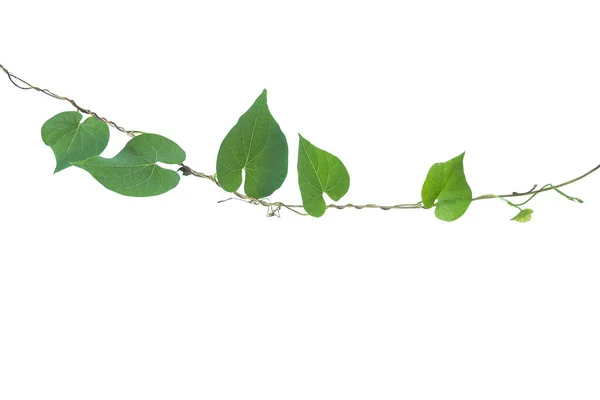 Srdce Tvaru Zeleň Listí Divoké Vinné Révy Izolované Bílém Pozadí — Stock fotografie