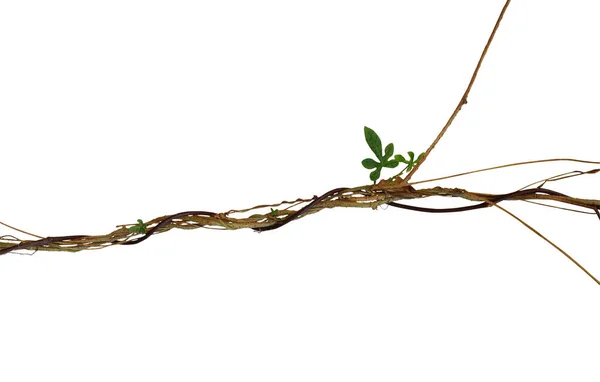 Twisted Jungle Vines Palmate Leaves Wild Morning Glory Liana Plant — Stock Photo, Image