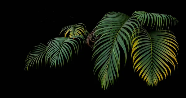 緑と黄色のヤシの葉 黒を背景に野生で成長する熱帯植物 — ストック写真