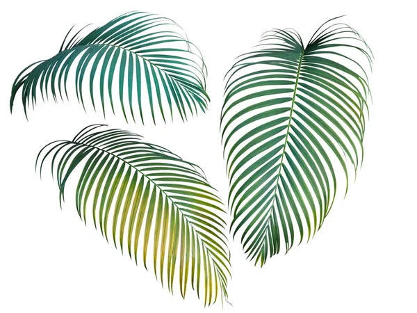 Kolekcja Zielonych Żółtych Liści Palmowych Roślina Tropikalna Izolowana Białym Tle — Zdjęcie stockowe