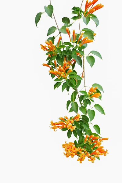 Vlam Wijnstok Pyrostegia Venusta Sinaasappel Trompet Wijnstok Liana Plant Met — Stockfoto