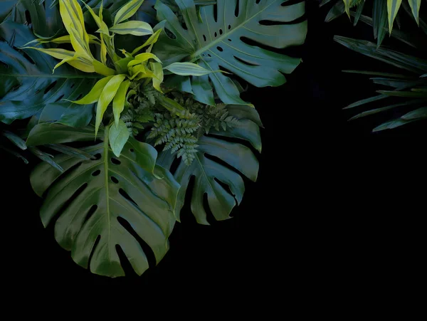 Tropické Lesní Rostliny Zelené Listy Černém Pozadí Kapradí Monstera Citron — Stock fotografie