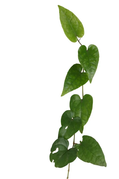 Καρδιά Σχήμα Πράσινο Φυσικό Φύλλα Αμπέλου Μακρύ Πιπέρι Φυτικό Φυτό — Φωτογραφία Αρχείου