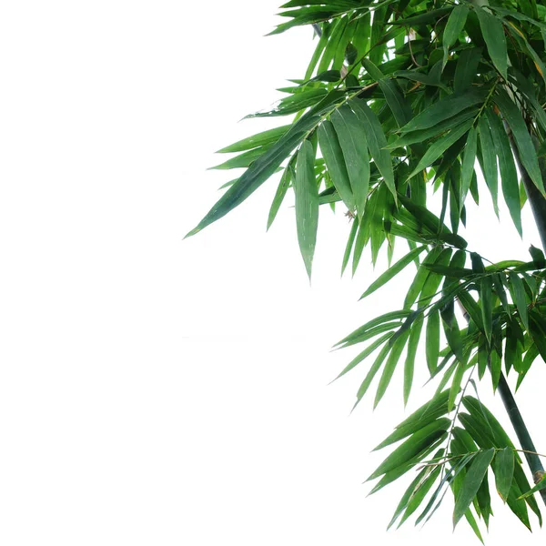 Бамбуковое Растение Зеленые Листья Белом Фоне Избирательный Фокус — стоковое фото