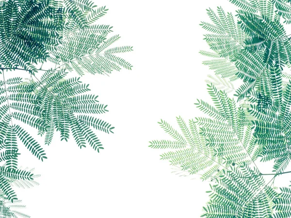 Green Leaf Pattern White Background Nature Creative Layout White Popinac — Stock Photo, Image