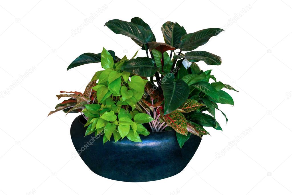 Various types of tropical foliage plants bush (Philodendron, Golden pothos, and Aglaonema) with green leaf Peace Lily flower, indoor potted houseplants isolated on white background with clipping path.