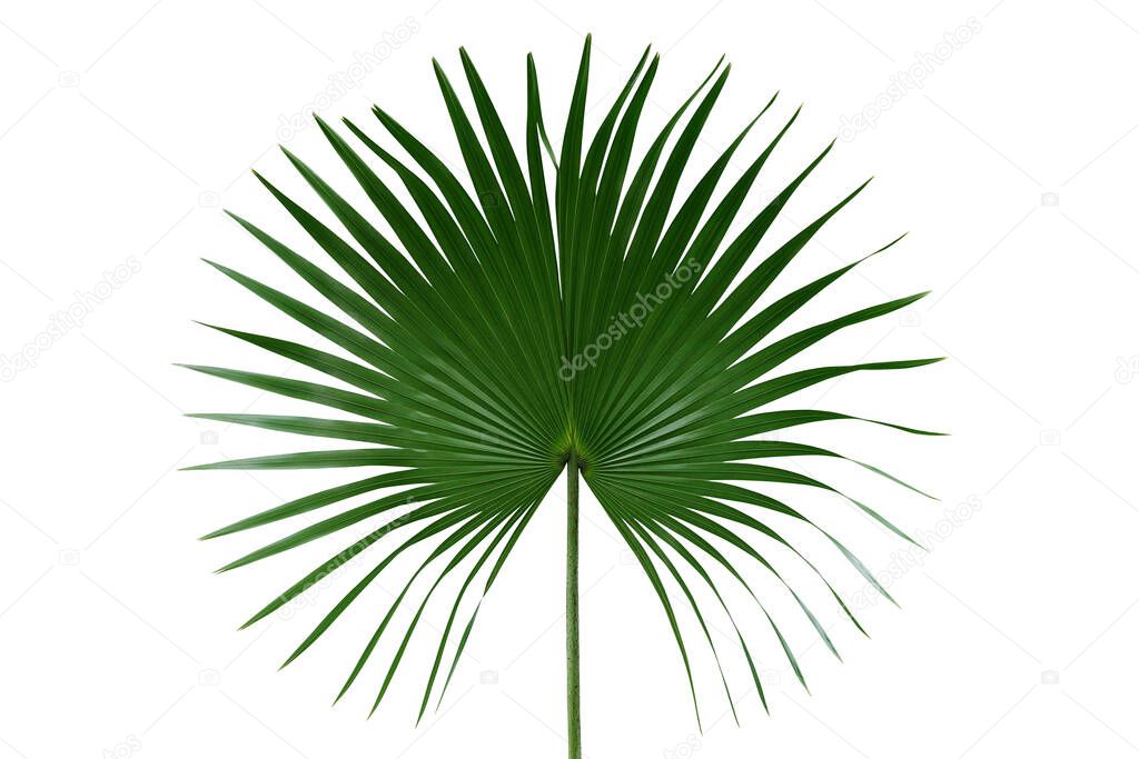 Palm with circular leaves or Fan palm frond tropical leaf nature green pattern isolated on white background, clipping path included.