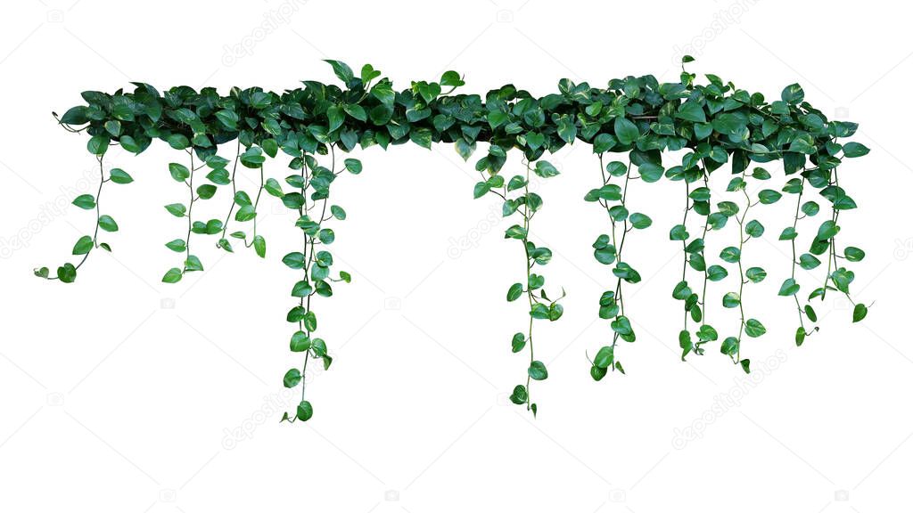 Hanging pothos or devils ivy vines liana plant with green and variegated leaves (Epipremnum aureum Marble Queen Pothos), tropical foliage houseplant isolated on white background with clipping path.