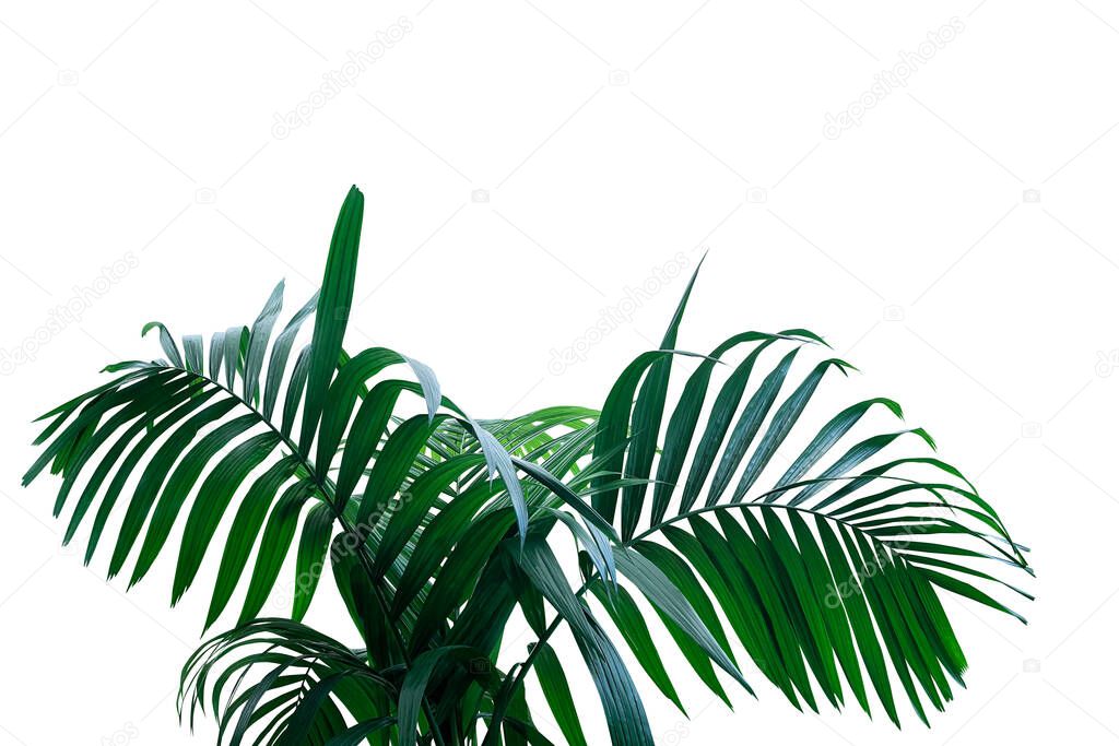 Dark green leaves of rainforest palm tree the tropical foliage plant isolated on white background, clipping path included.