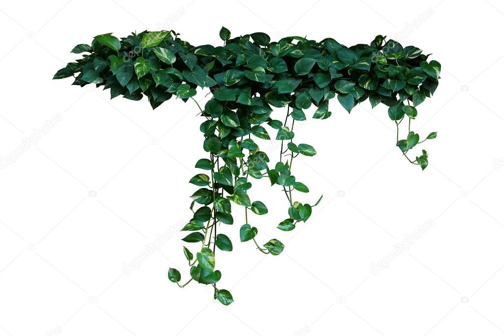Heart shaped green variegated leaves of devils ivy or golden pothos the tropical forest plant that become popular houseplant, hanging vines bush isolated on white background with clipping path.