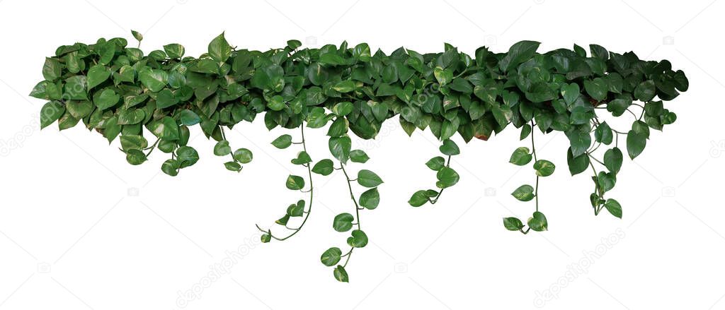 Heart shaped green variegated leaves of devil's ivy or golden pothos (Epipremnum aureum), tropical foliage plant bush wish hanging vine branches isolated on white background, clipping path included.