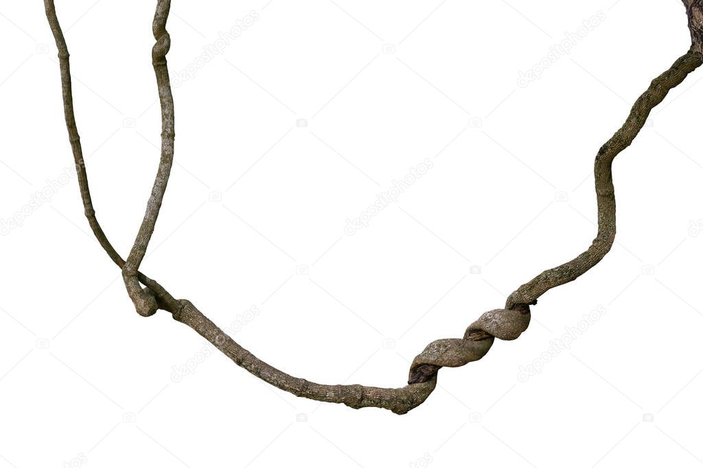 Spiral twisted jungle tree branch, vine liana plant isolated on white background, clipping path included.