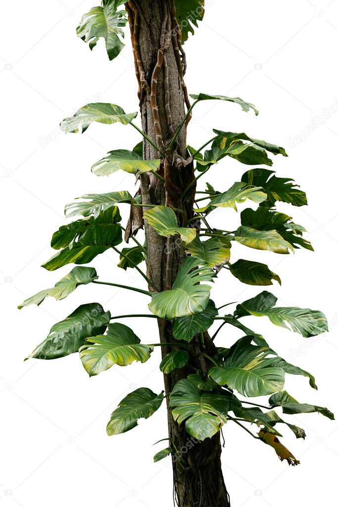 Wild giant pothos or Devil's ivy (Epipremnum aureum) the tropical forest vine plant climbing on jungle tree trunk isolated on white background, clipping path included.