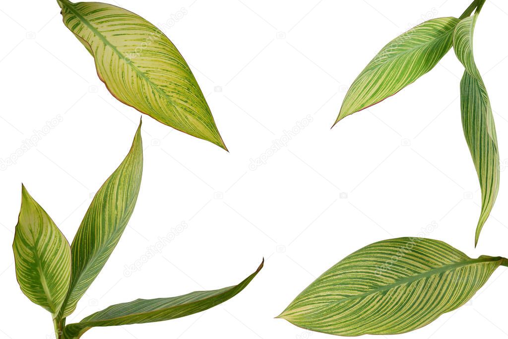 Tropical garden landscaping plant variegated leaves of Canna or Canna Lily isolated on white background with clipping path, nature layout.