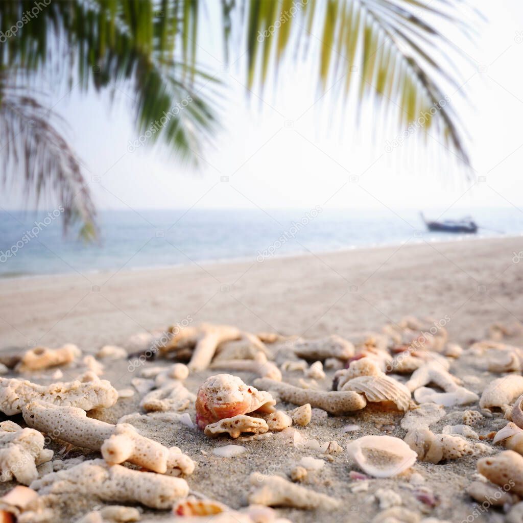 Sea shells and coral fragments on sandy beach with blurred tropical coconut palm leaves and fishing boat in sea summer background.