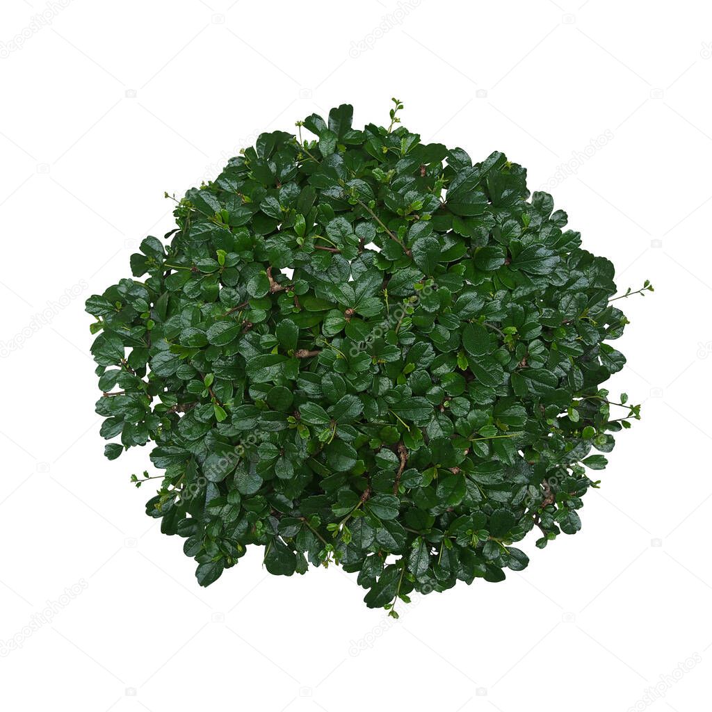 Top view of Carmona (Fukien Tea) bonsai miniature tree with dark green shiny leaves isolated on white background, clipping path included.