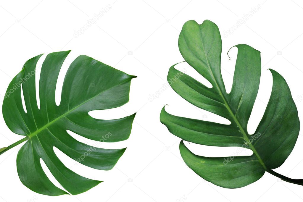 Tropical leaves nature frame layout of Monstera and split-leaf philodendron the exotic foliage plants isolated on white background, clipping path included.