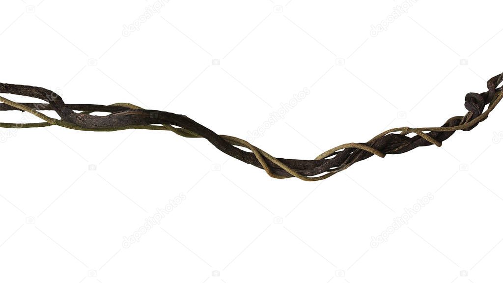 Twisted wild liana jungle vine plant isolated on white background, clipping path included.