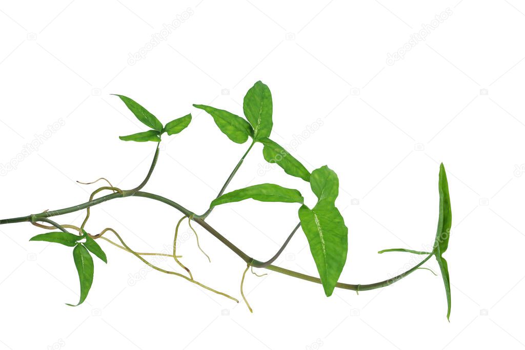Arrowhead vine (Syngonium species) or American evergreen isolated on white background, clipping path included.