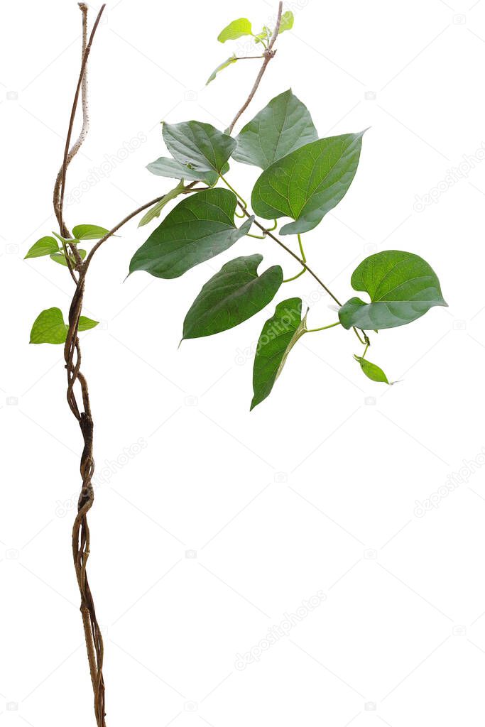 Twisted vines (Cowslip creeper plant) with heart shaped green natural leaves isolated on white background, clipping path included.