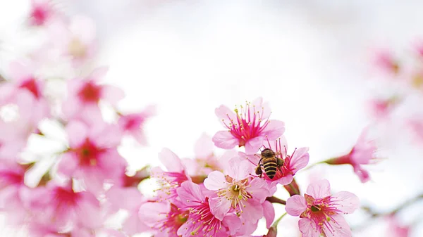 Miele Ape Impollinazione Lavorando Sakura Fiori Rosa Selvatici Himalayano Fiore — Foto Stock