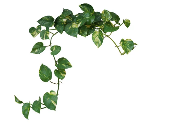 Hjärtformade Gröna Brokiga Blad Hängande Vinranka Växt Djävlar Murgröna Eller — Stockfoto