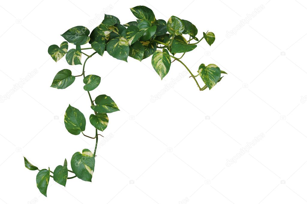 Heart shaped green variegated leave hanging vine plant of devils ivy or golden pothos popular foliage tropical houseplant isolated on white with clipping path.