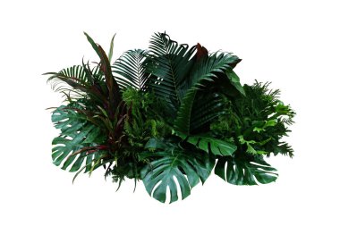 Tropikal bitki çalılığı (Monstera, palmiye yaprakları, Calathea, Cordyline veya Hawai Ti bitkisi, eğreltiotu ve köknar ağacı) kapalı bahçe arka planı kırpma yolu ile beyaza izole edilmiş.