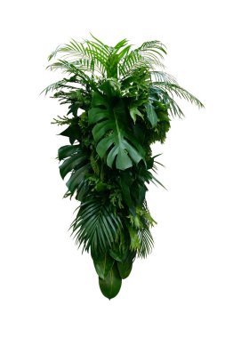 Tropik yaprak bitkileri (Monstera, palmiye, kauçuk bitki, çam, eğrelti otu ve fildişi yaprakları) çiçek düzenleme kapalı dikey bahçe arka planı kırpma yolu ile beyaz üzerinde izole.