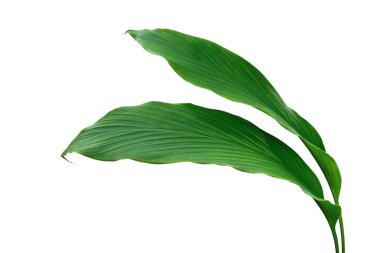 Green leaves of turmeric (Curcuma longa) ginger medicinal herbal plant isolated on white background, clipping path included.	
