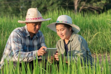 Dijital tablet kullanan ve pirinç tarlası organik çiftliğini yöneten Asyalı genç çiftçi. Modern teknoloji akıllı tarım tarım ve sürdürülebilirlik kavramları.