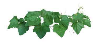 Pumpkin leaves vine plant stem and tendrils bush isolated on white background, clipping path included.	