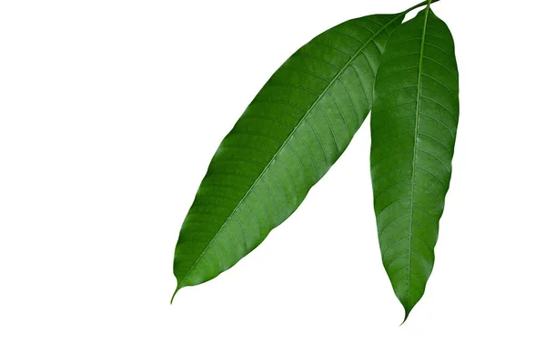 Zbliżenie Świeżego Mango Pozostawia Tropikalne Drzewo Owocowe Odizolowane Białym Tle — Zdjęcie stockowe