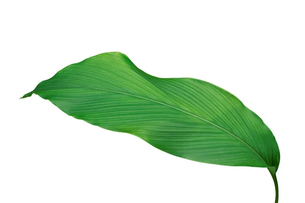 Green Leaf Turmeric Curcuma Longa Ginger Medicinal Herbal Plant Isolated — Stockfoto